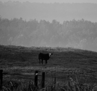 Cow - Obrázkek zdarma pro Samsung Breeze B209