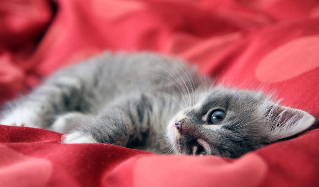 Cute Grey Kitty On Red Sheets wallpaper 1024x600
