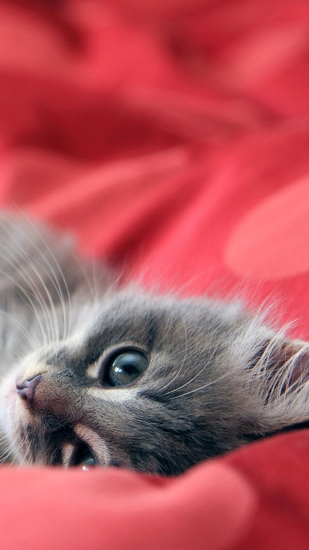 Обои Cute Grey Kitty On Red Sheets 1080x1920