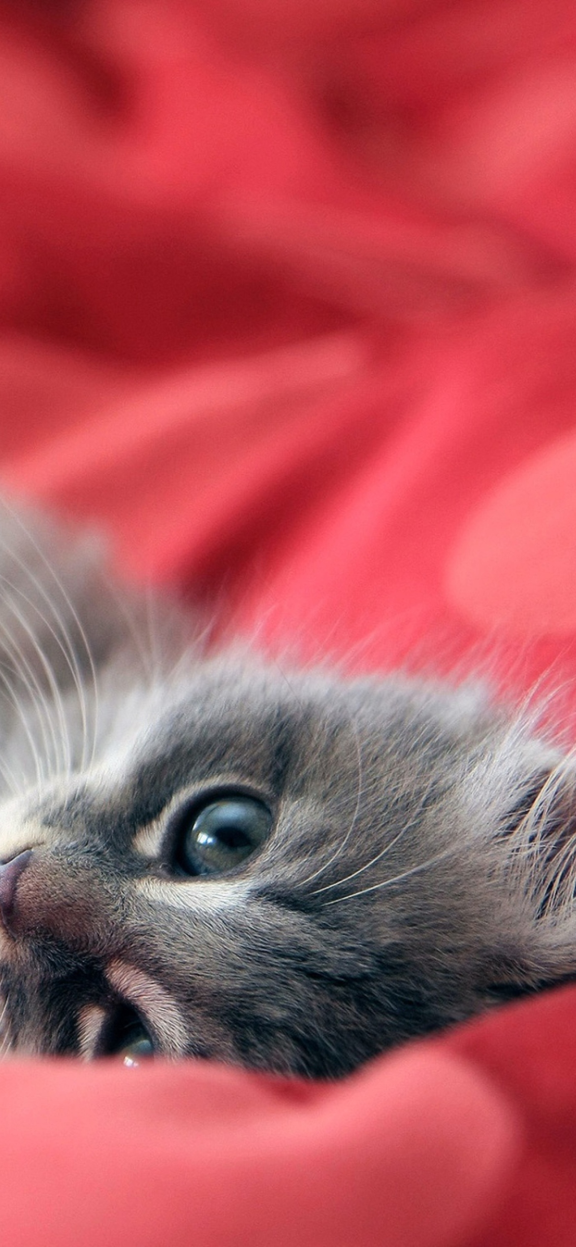 Das Cute Grey Kitty On Red Sheets Wallpaper 1170x2532