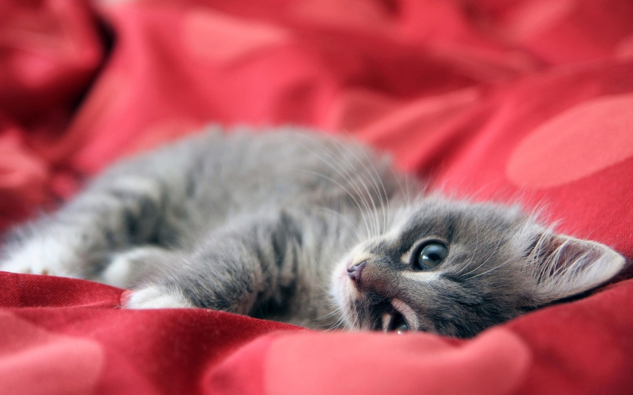 Обои Cute Grey Kitty On Red Sheets 1280x800