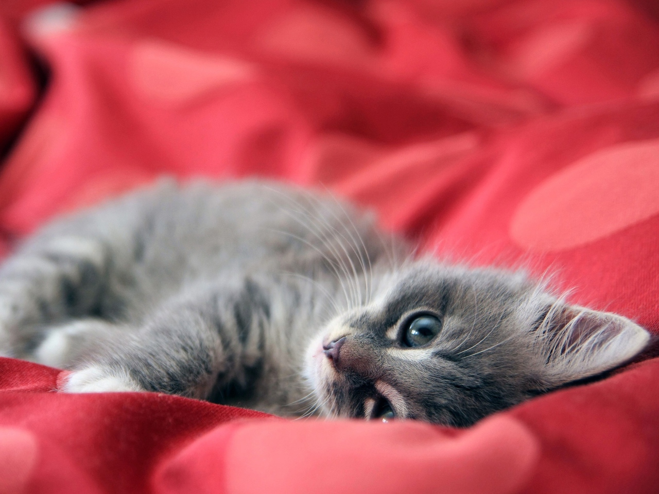 Обои Cute Grey Kitty On Red Sheets 1280x960