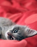Das Cute Grey Kitty On Red Sheets Wallpaper 128x160