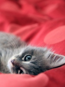 Sfondi Cute Grey Kitty On Red Sheets 132x176
