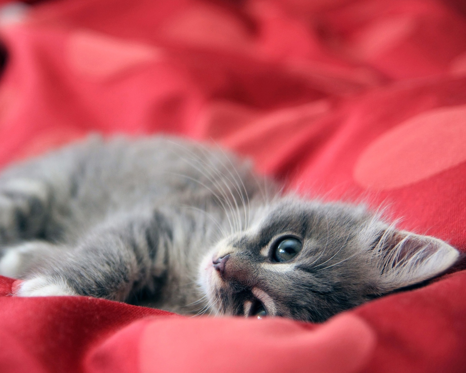 Das Cute Grey Kitty On Red Sheets Wallpaper 1600x1280