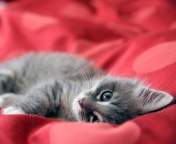 Das Cute Grey Kitty On Red Sheets Wallpaper 176x144