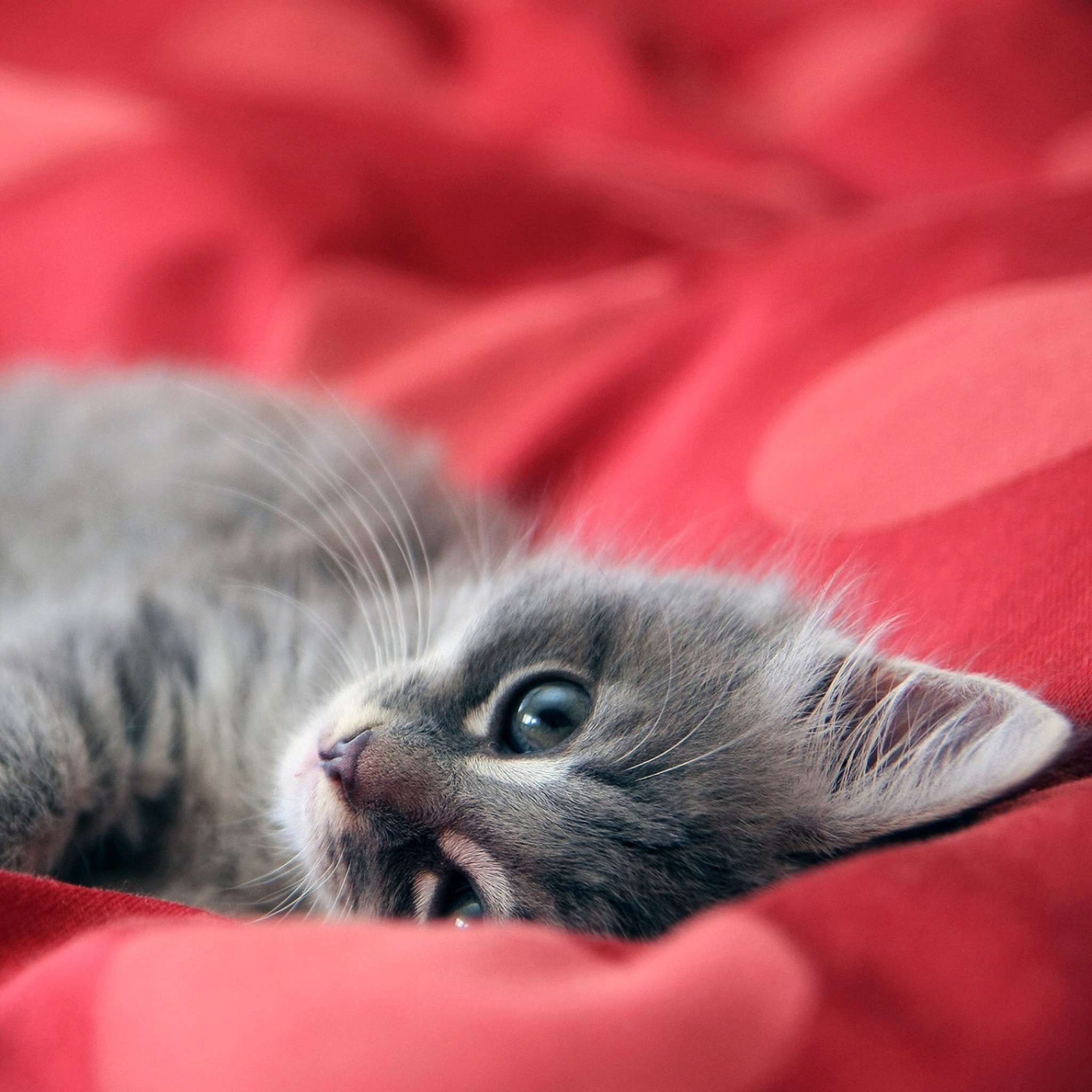 Обои Cute Grey Kitty On Red Sheets 2048x2048
