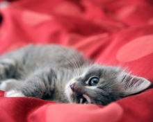 Cute Grey Kitty On Red Sheets wallpaper 220x176