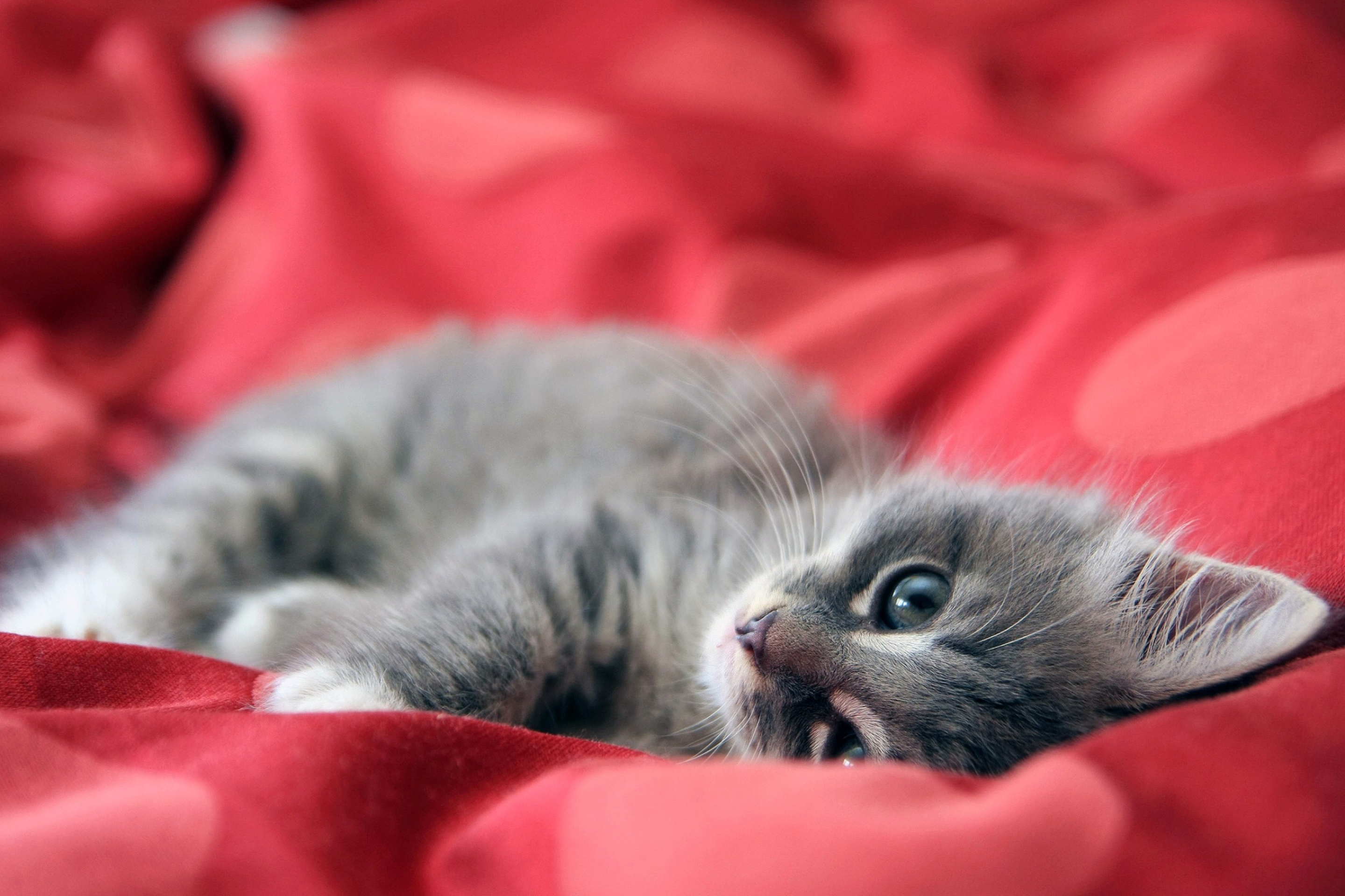 Das Cute Grey Kitty On Red Sheets Wallpaper 2880x1920