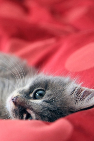 Cute Grey Kitty On Red Sheets wallpaper 320x480