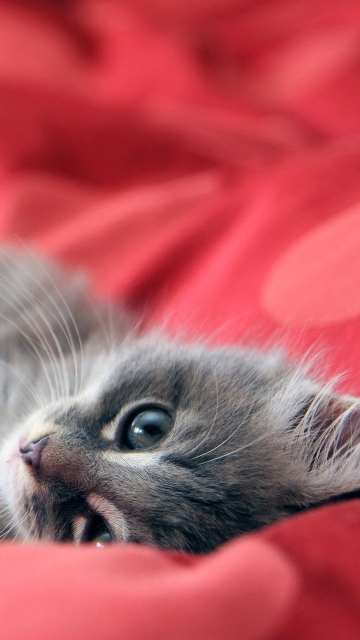 Das Cute Grey Kitty On Red Sheets Wallpaper 360x640
