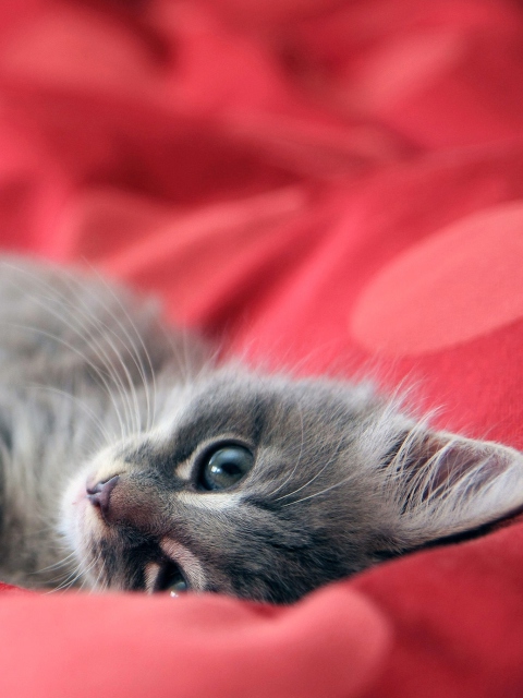 Das Cute Grey Kitty On Red Sheets Wallpaper 480x640