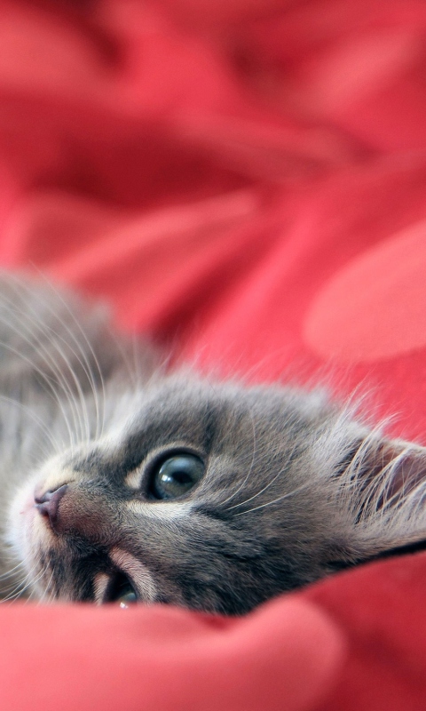 Обои Cute Grey Kitty On Red Sheets 480x800