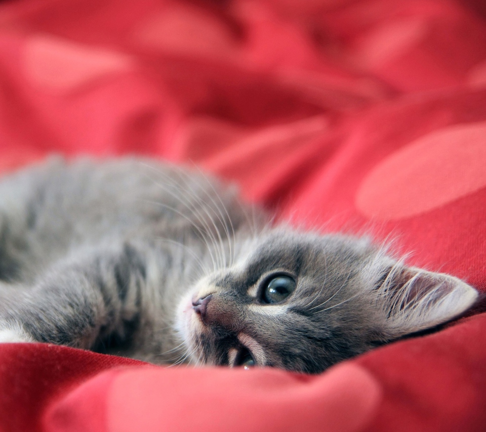 Cute Grey Kitty On Red Sheets wallpaper 960x854