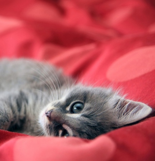 Cute Grey Kitty On Red Sheets - Obrázkek zdarma pro 208x208