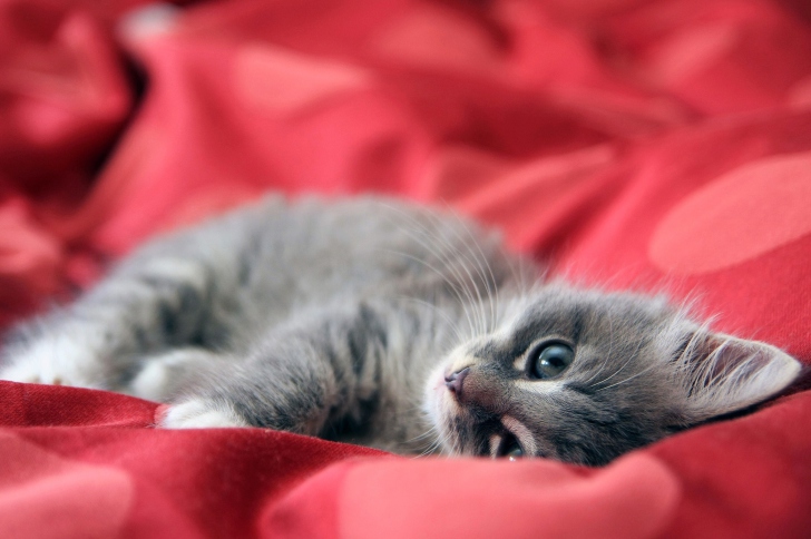 Das Cute Grey Kitty On Red Sheets Wallpaper
