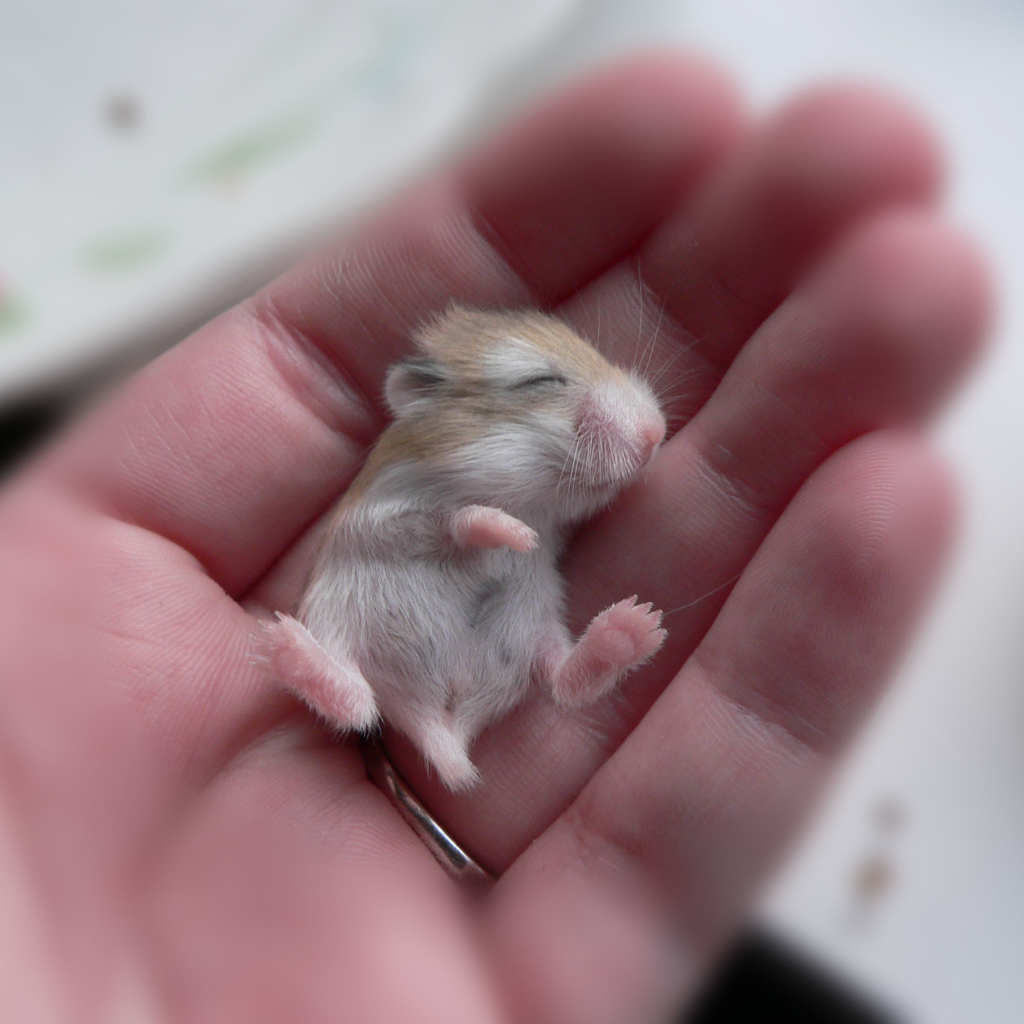 Das Baby Hamster Wallpaper 1024x1024