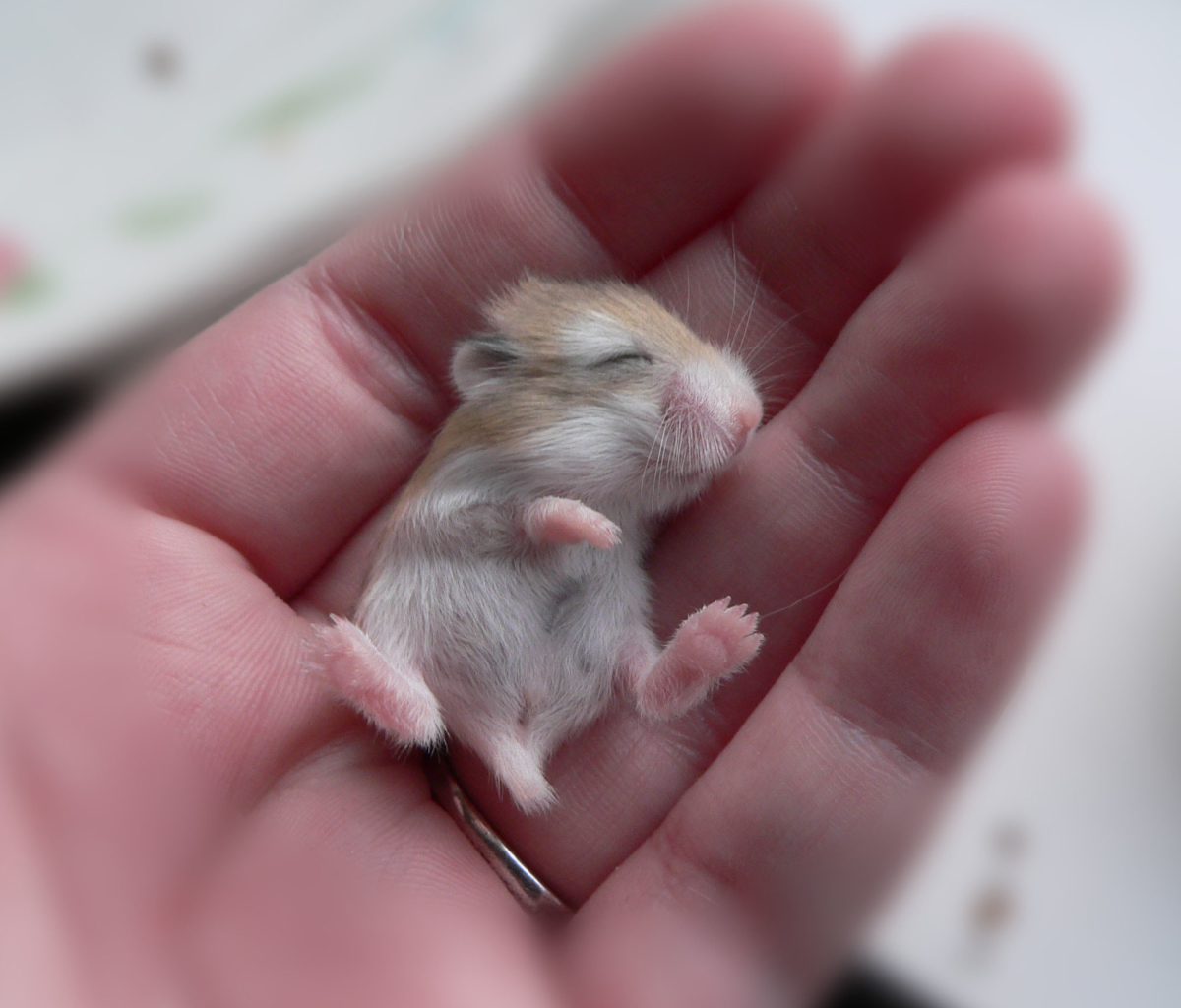 Baby Hamster wallpaper 1200x1024