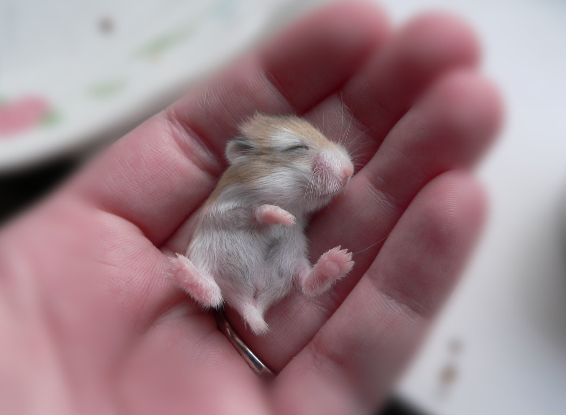 Fondo de pantalla Baby Hamster 1920x1408