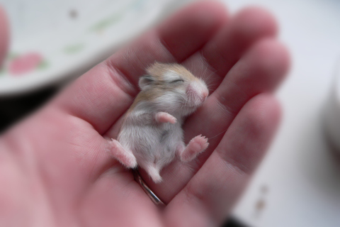 Baby Hamster screenshot #1 480x320