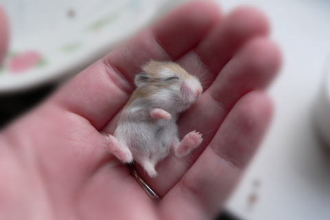 Baby Hamster wallpaper 480x320