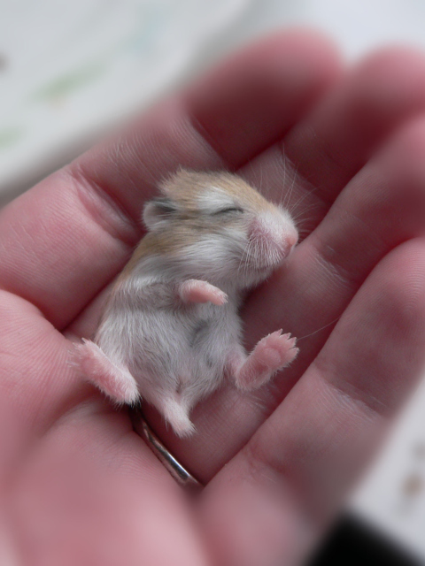 Das Baby Hamster Wallpaper 480x640