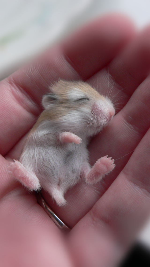 Baby Hamster screenshot #1 640x1136
