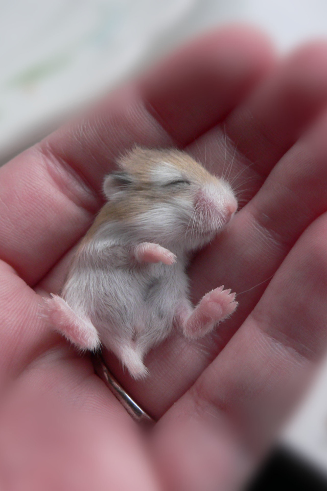 Screenshot №1 pro téma Baby Hamster 640x960