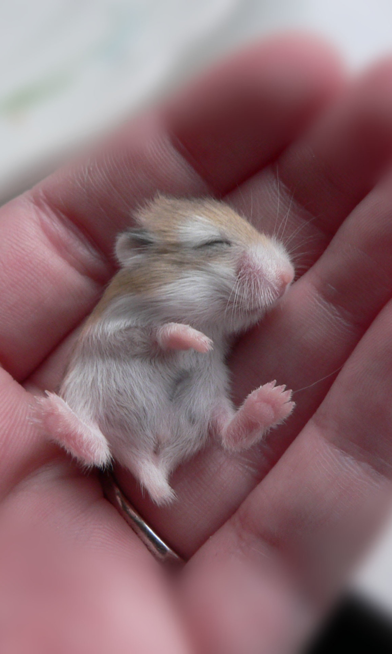 Baby Hamster wallpaper 768x1280