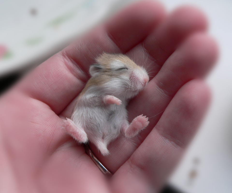 Baby Hamster screenshot #1 960x800