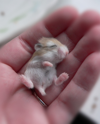 Free Baby Hamster Picture for Nokia C2-02