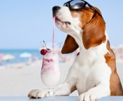 Trendy dog in resort wallpaper 176x144