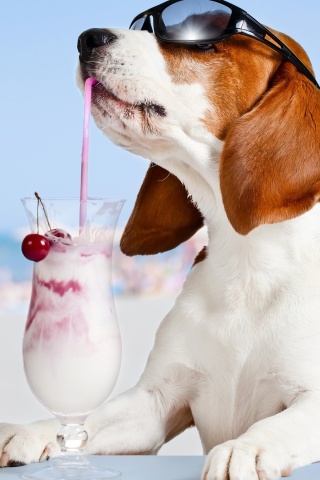 Trendy dog in resort wallpaper 320x480