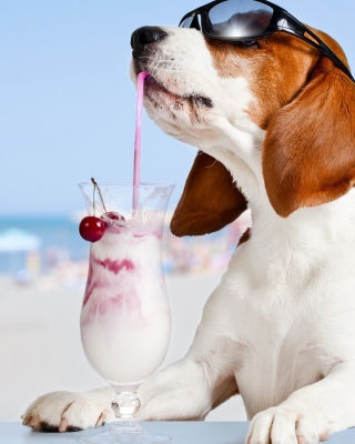 Trendy dog in resort sfondi gratuiti per iPhone 4S