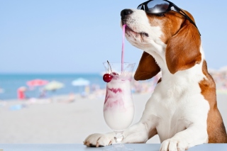 Trendy dog in resort Wallpaper for Android, iPhone and iPad