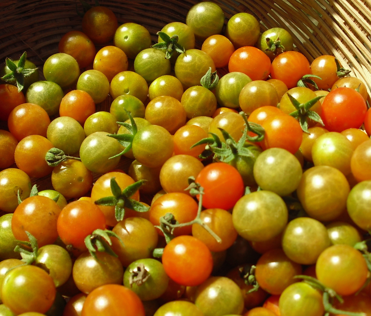 Обои Tomatoes 1200x1024