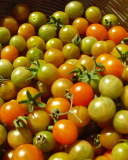 Fondo de pantalla Tomatoes 128x160