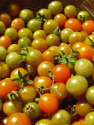 Обои Tomatoes 132x176