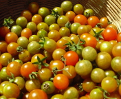Fondo de pantalla Tomatoes 176x144