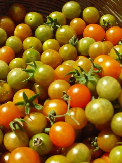 Sfondi Tomatoes 240x320