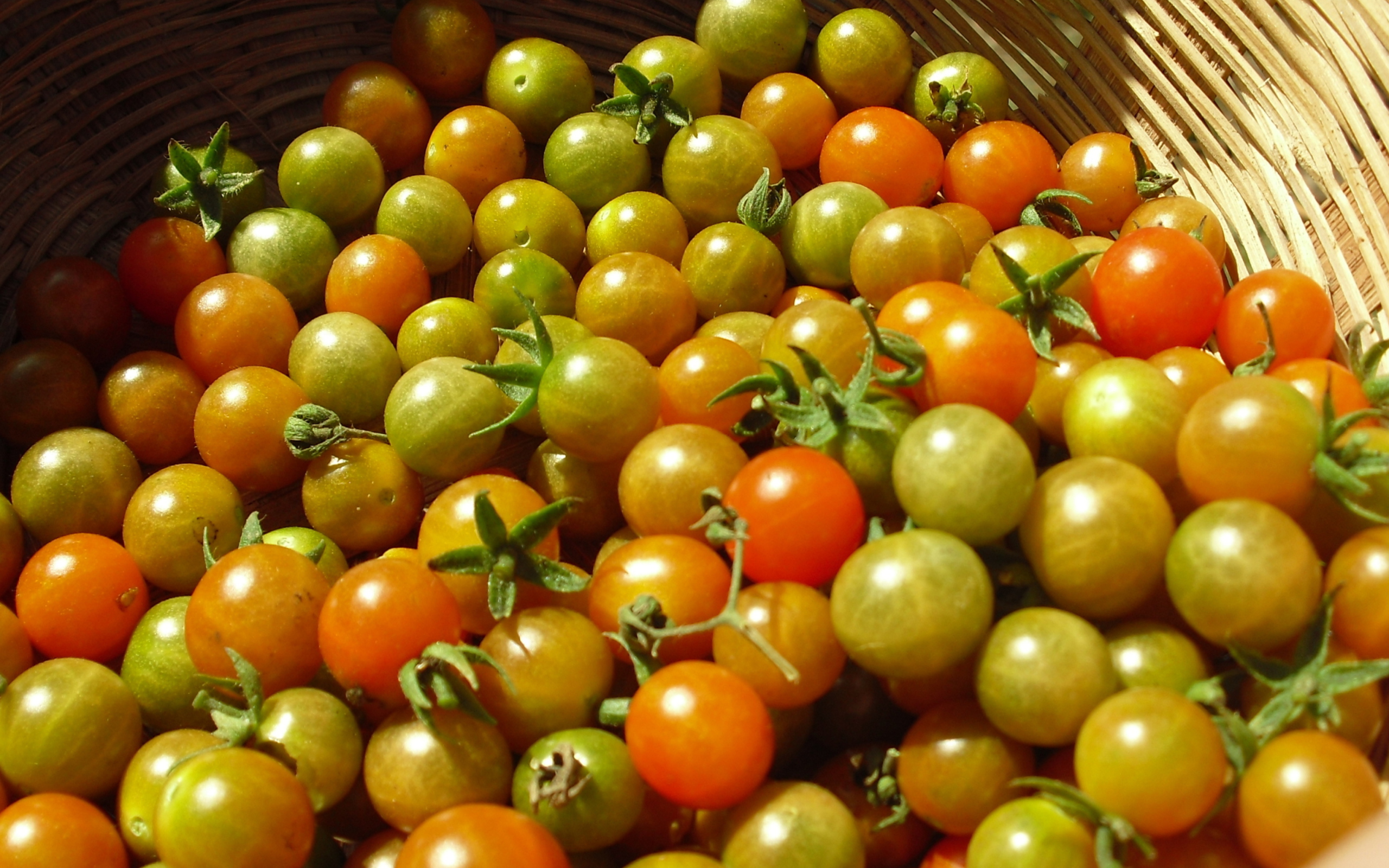 Tomatoes wallpaper 2560x1600