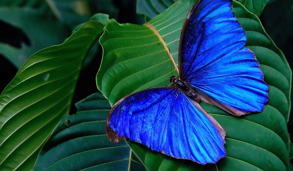 Обои Blue Butterfly 1024x600