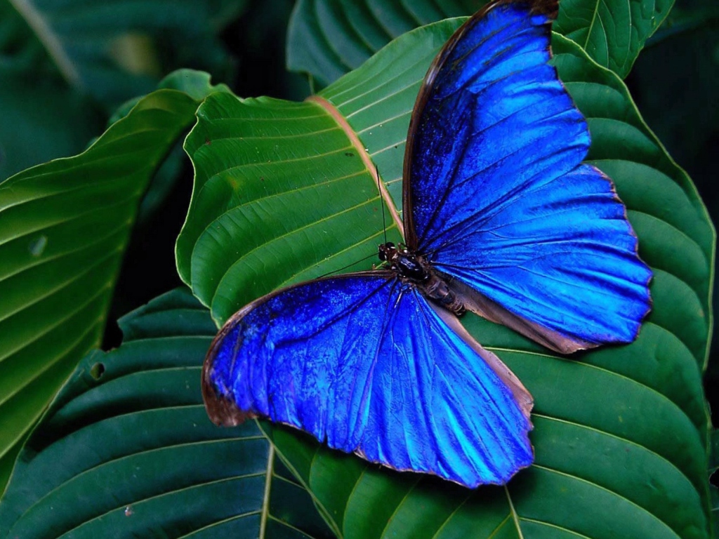 Fondo de pantalla Blue Butterfly 1024x768