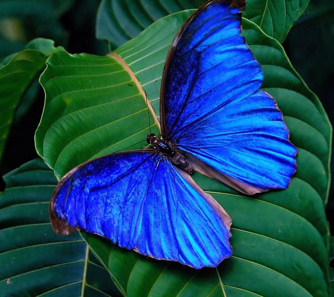 Das Blue Butterfly Wallpaper 1080x960