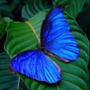 Das Blue Butterfly Wallpaper 128x128