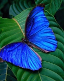Blue Butterfly wallpaper 128x160