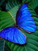 Blue Butterfly wallpaper 132x176