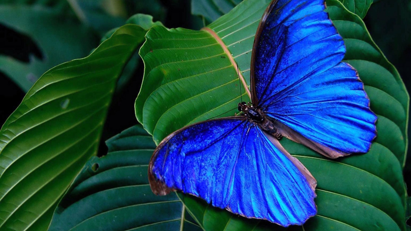 Blue Butterfly screenshot #1 1366x768