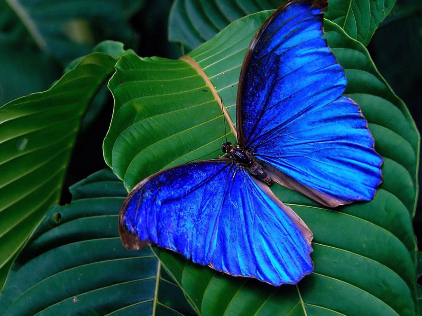 Das Blue Butterfly Wallpaper 1400x1050