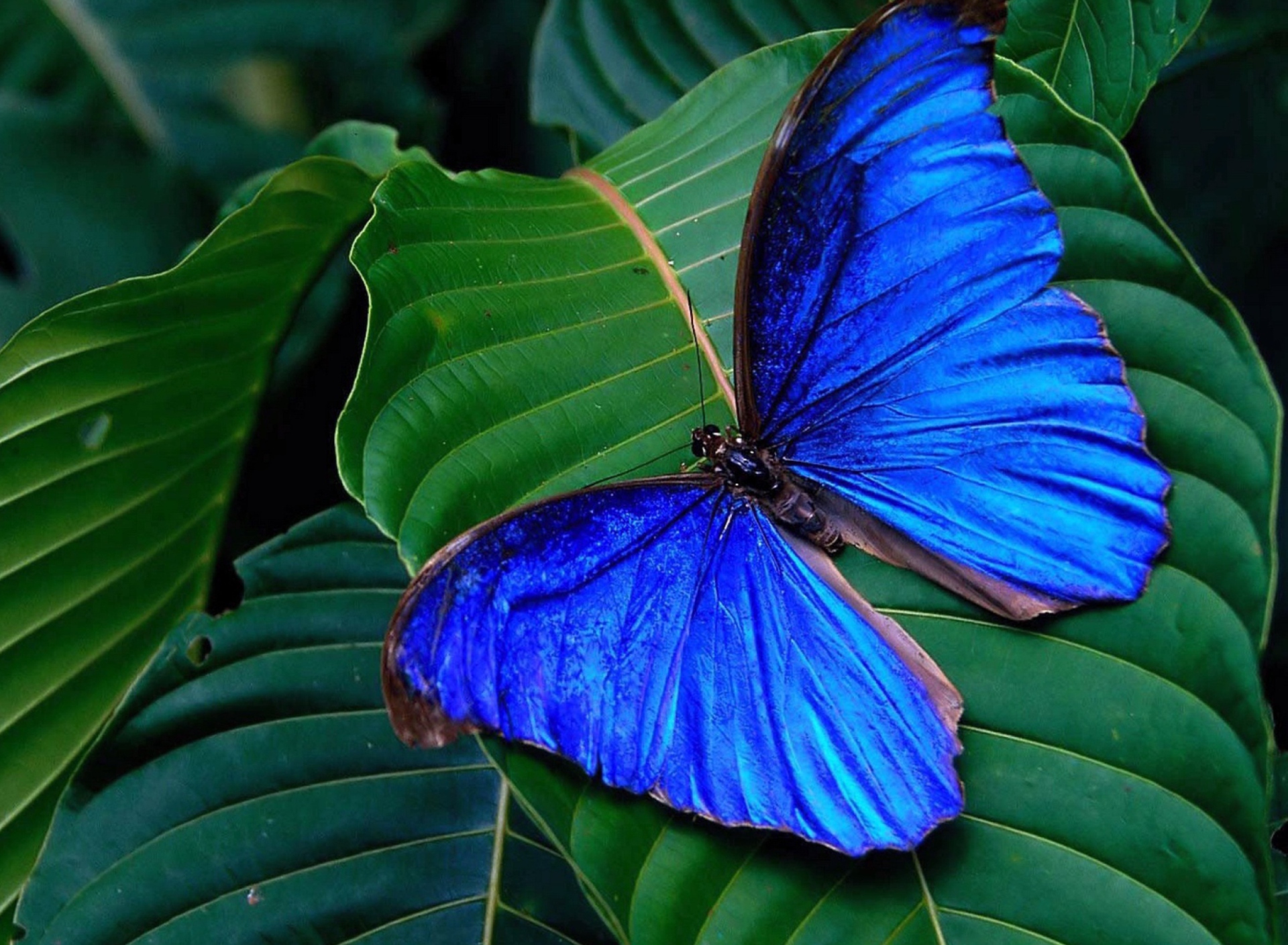Sfondi Blue Butterfly 1920x1408